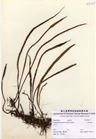 藏品(柳葉劍蕨)的圖片